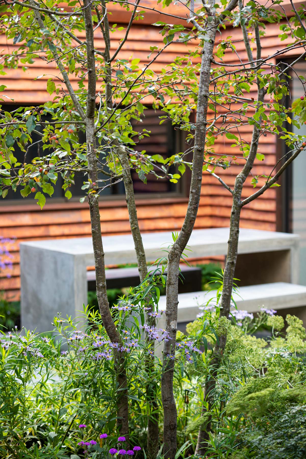 News update on Colm Joseph Cambridge garden design featured on BBC Two's Your Garden Made Perfect, image showing naturalistic perennial planting, multi-stem crab apple tree with views through to concrete table and benches